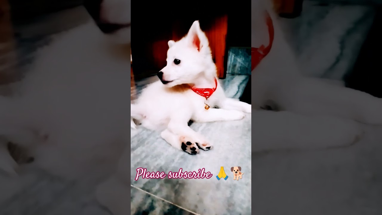 #jerry#petlover#petparenting#viralvideo#pets#trendingshorts#❤️🐕