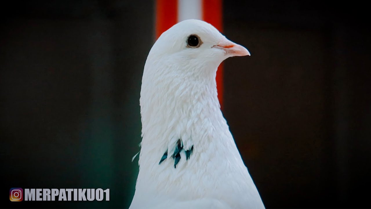 BELAJAR TERNAK BURUNG MERPATI MANUVER
