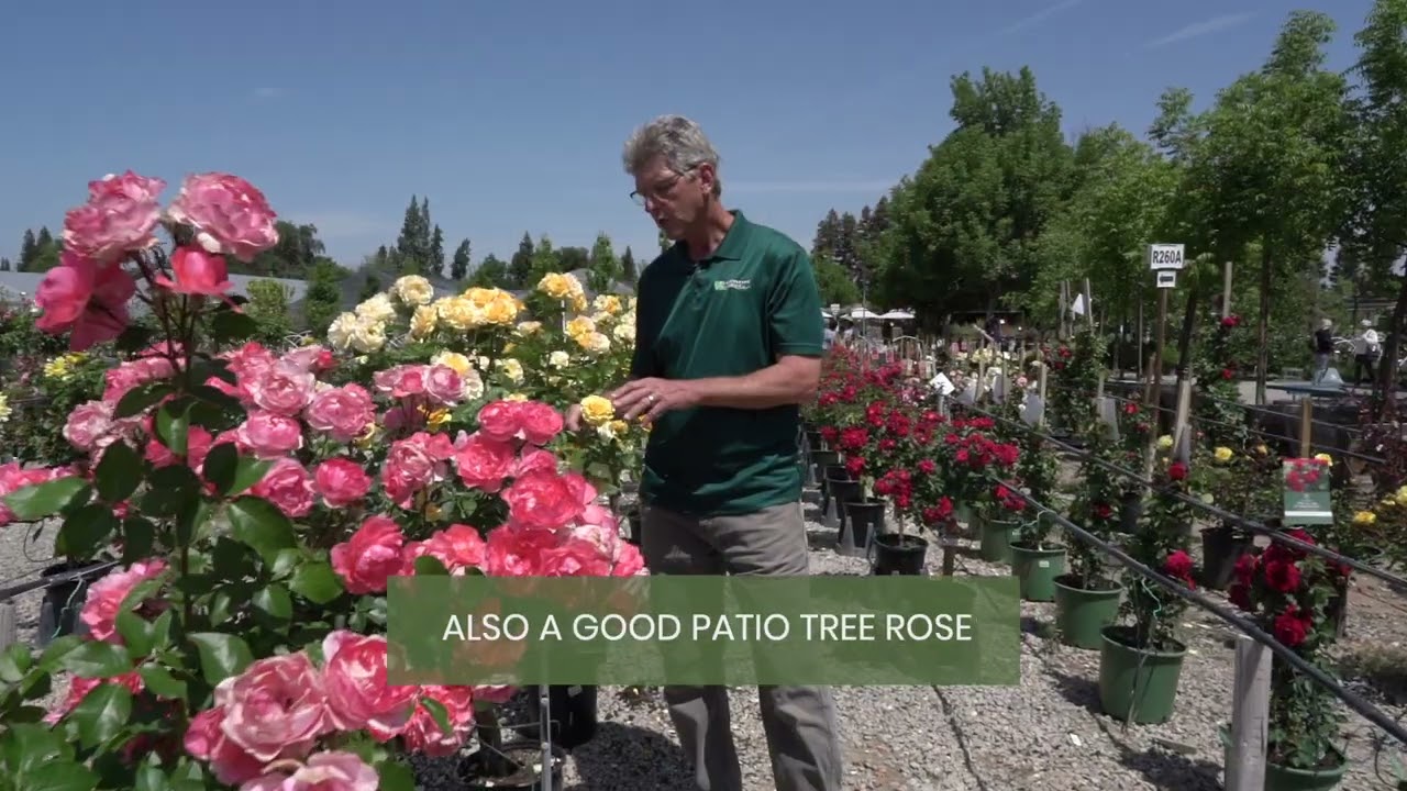 Passionate Kisses & Julia Child Patio Tree Roses with Jon | Belmont Nursery, Fresno CA