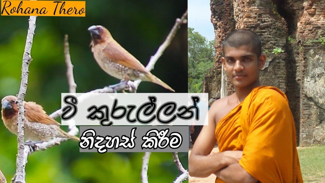 Vee kurullo nidahas kirima Rohana and Dhamma ruchi
