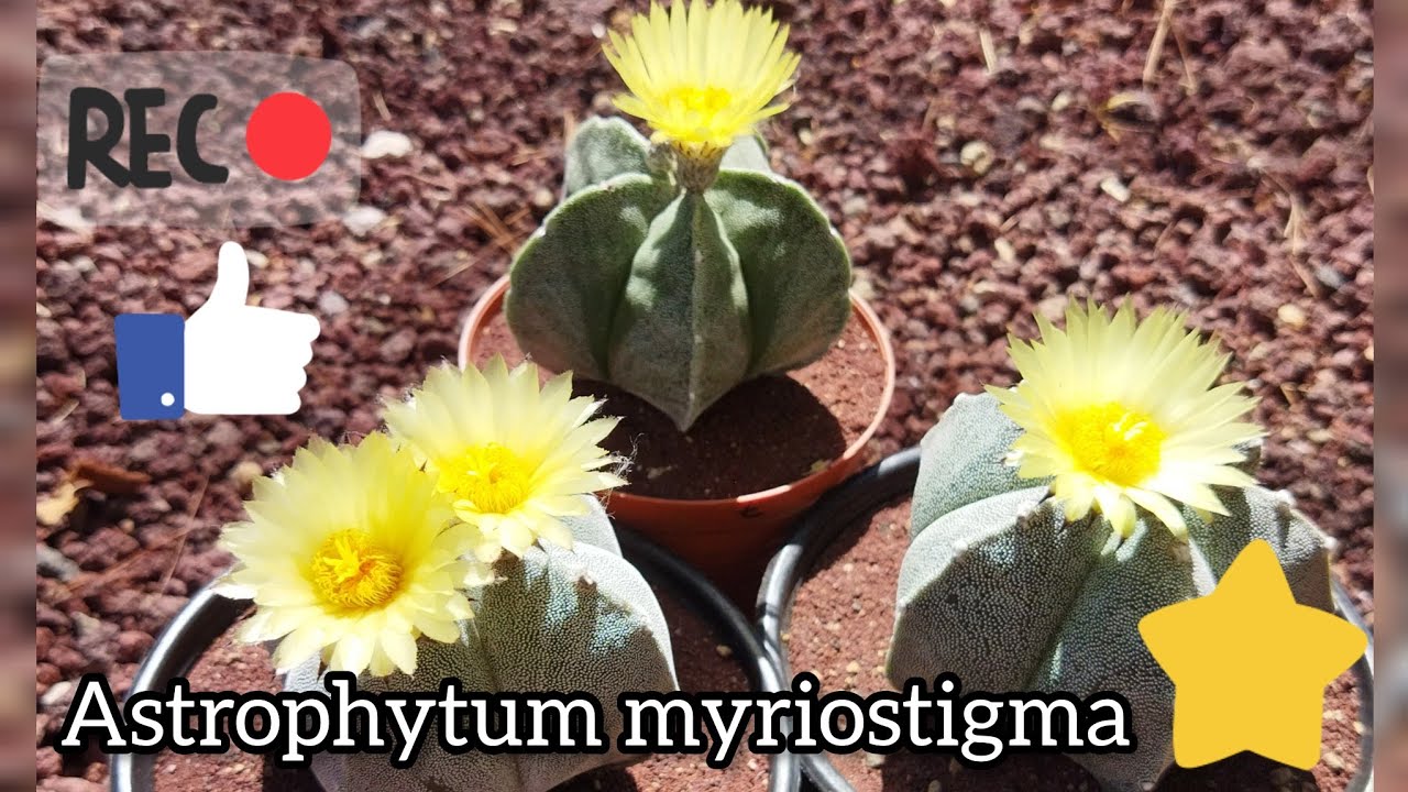 Astrophytum myriostigma, información.🐢🙂🌵