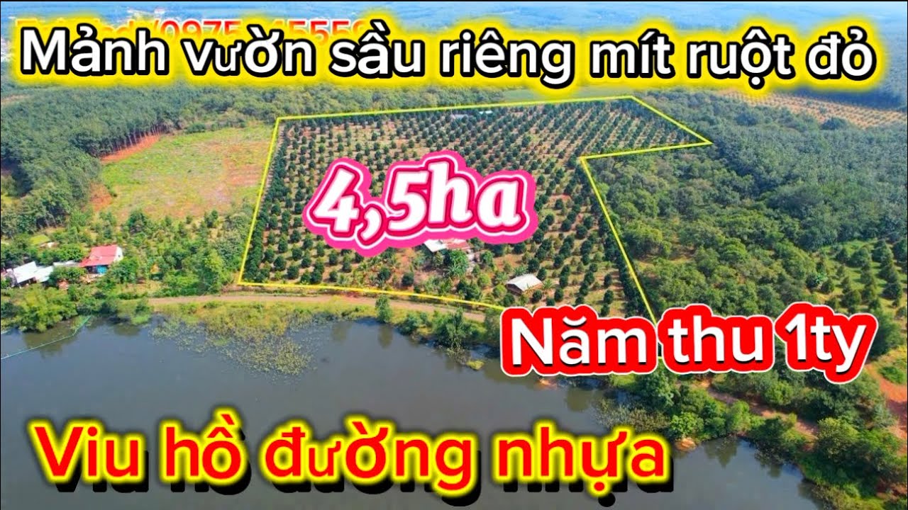 Mảnh vườn sầu riêng +mit ruột đỏ viu hồ đường nhựa +100tc  /nam thu 1ty