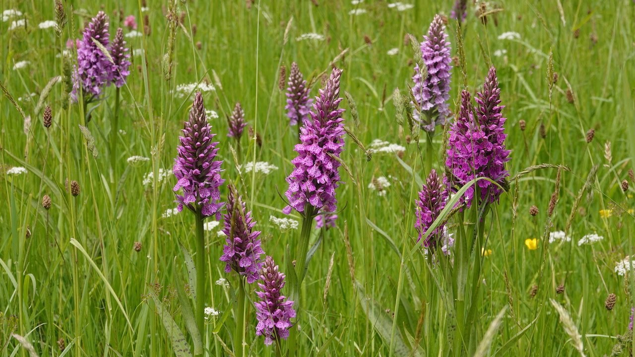 Saving Biodiversity: The Essential Role of County Wildlife Sites