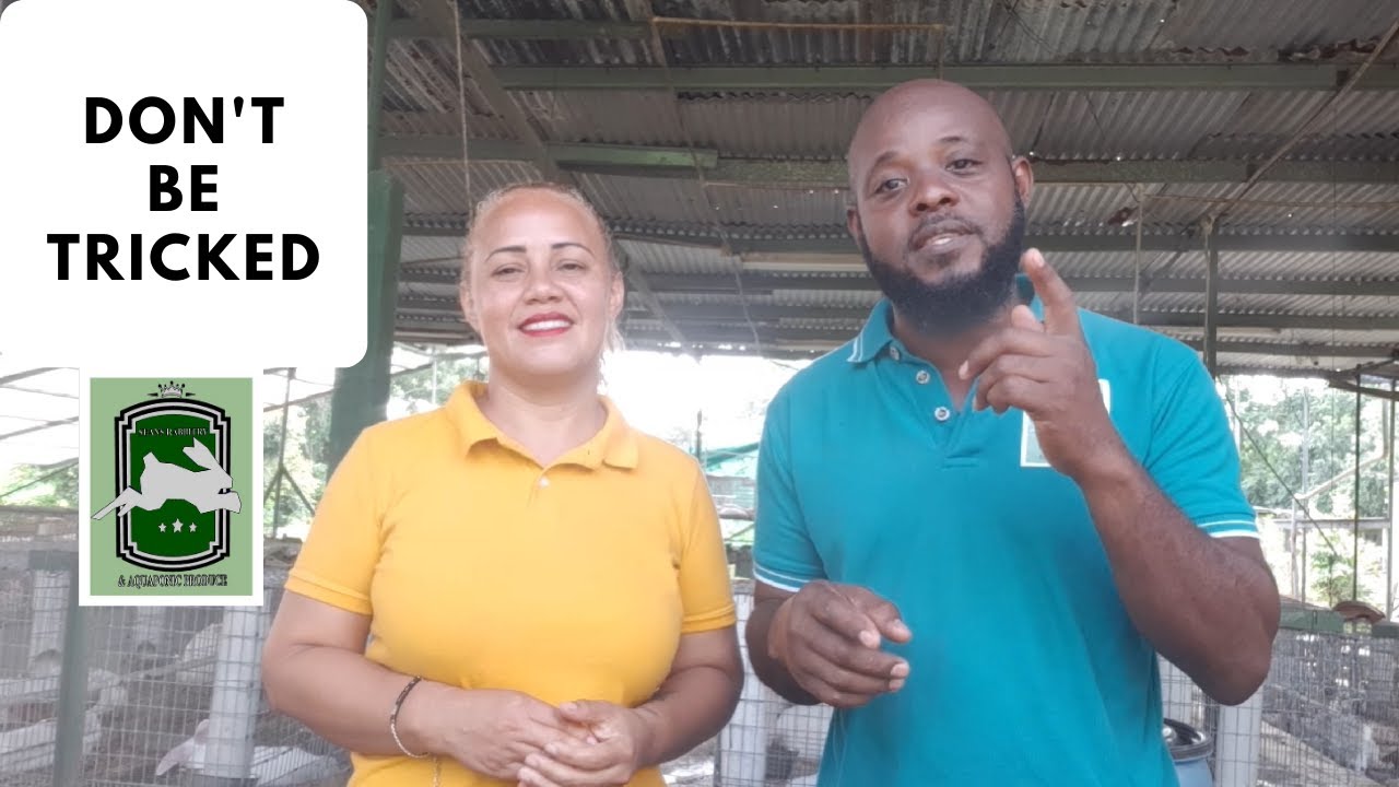 Trinidad Rabbit Farming - Don't Be Tricked