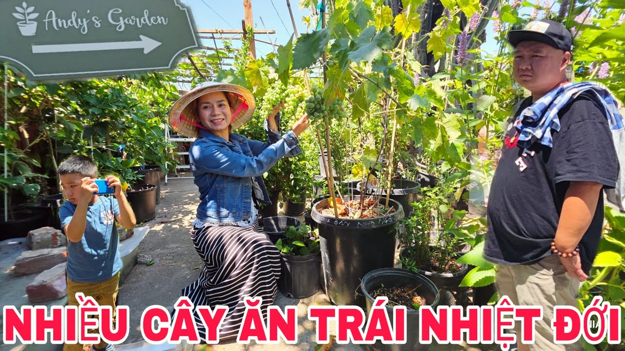ANDY'S GARDEN BÁN NHIỀU CÂY ĂN TRÁI NHIỆT ĐỚI TÁO TÀU, CAM CHANH QUÝT BƯỞI, ỔI MẬN,BƠ, NHO, THIÊN LÝ