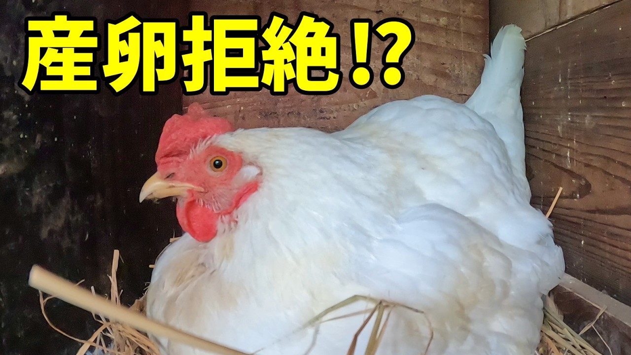 産卵箱に入っては出るの繰り返し…何が起こった！？【ニワトリ飼育】 348話目