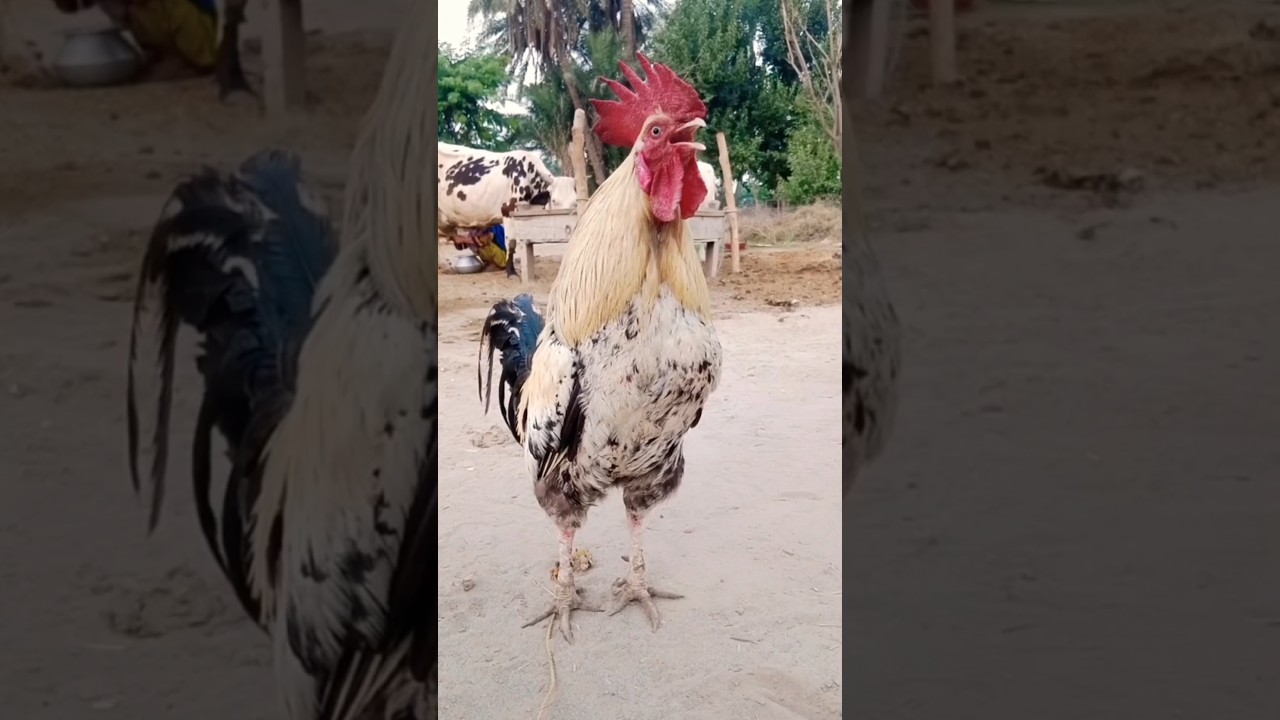 Philippines rooster morning sound #rooster #chicken #shorts