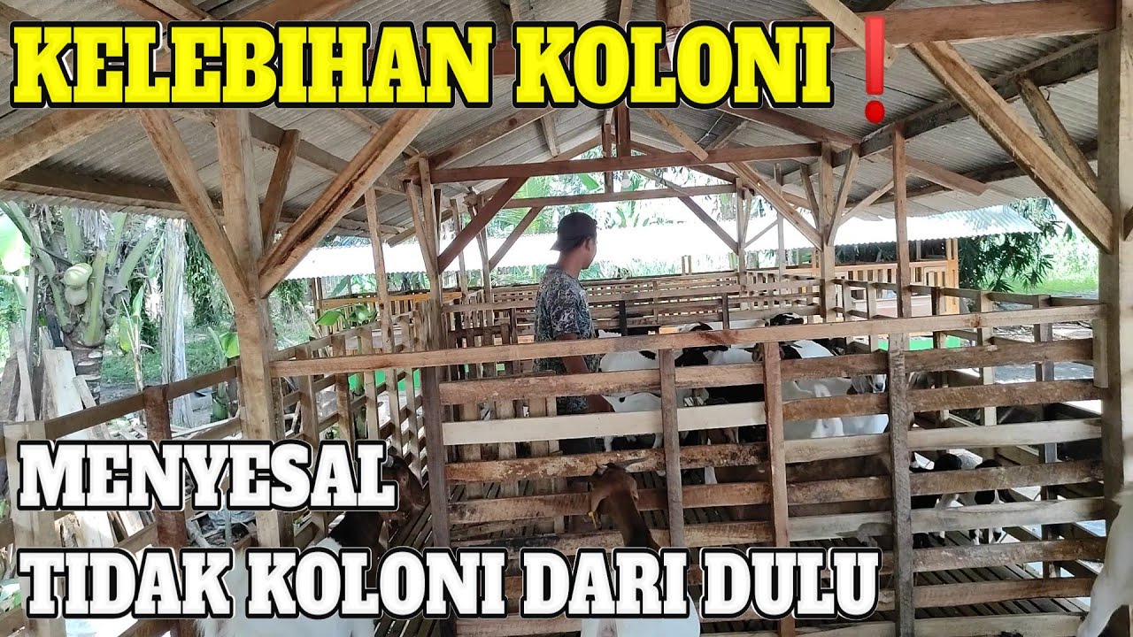 Menyesal Tidak Kandang koloni Dari Dulu. (Kandang individu di Bongkar)