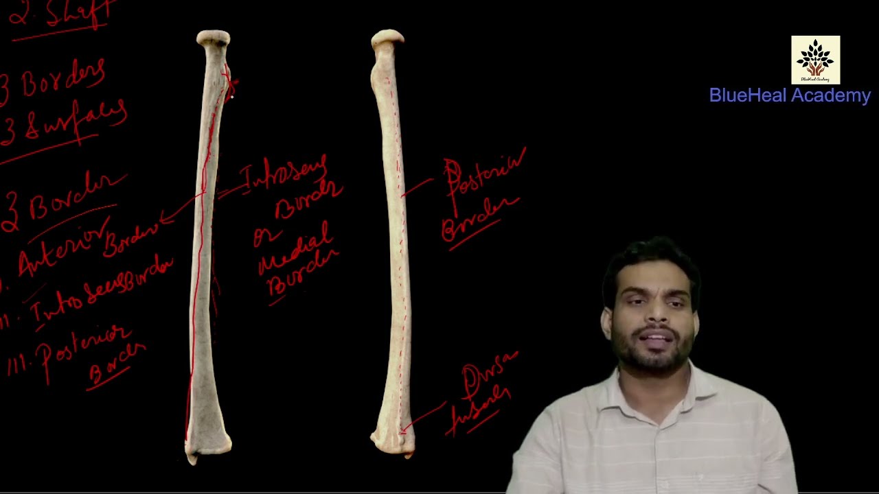 Anatomy of radius bone/Muscles attachment of radius