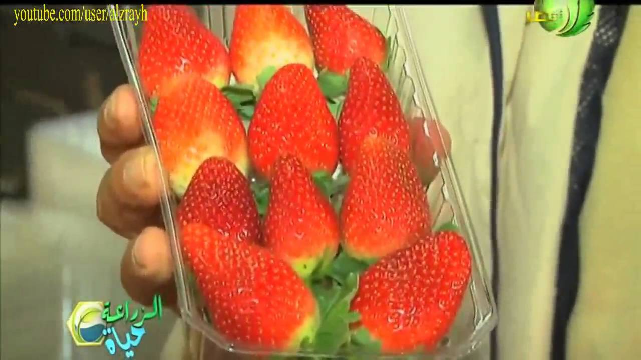 زراعة الفراولة و طرق زيادة الانتاج وتجهيز الفرولة للتصدير