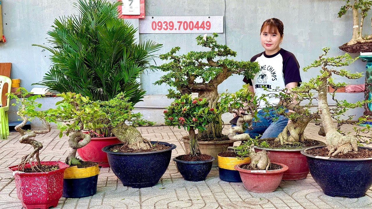 Dọn vườn ăn Tết 7/1 Thúy An sale chạm đáy - Lô Cây Cảnh Bonsai Đa Dạng