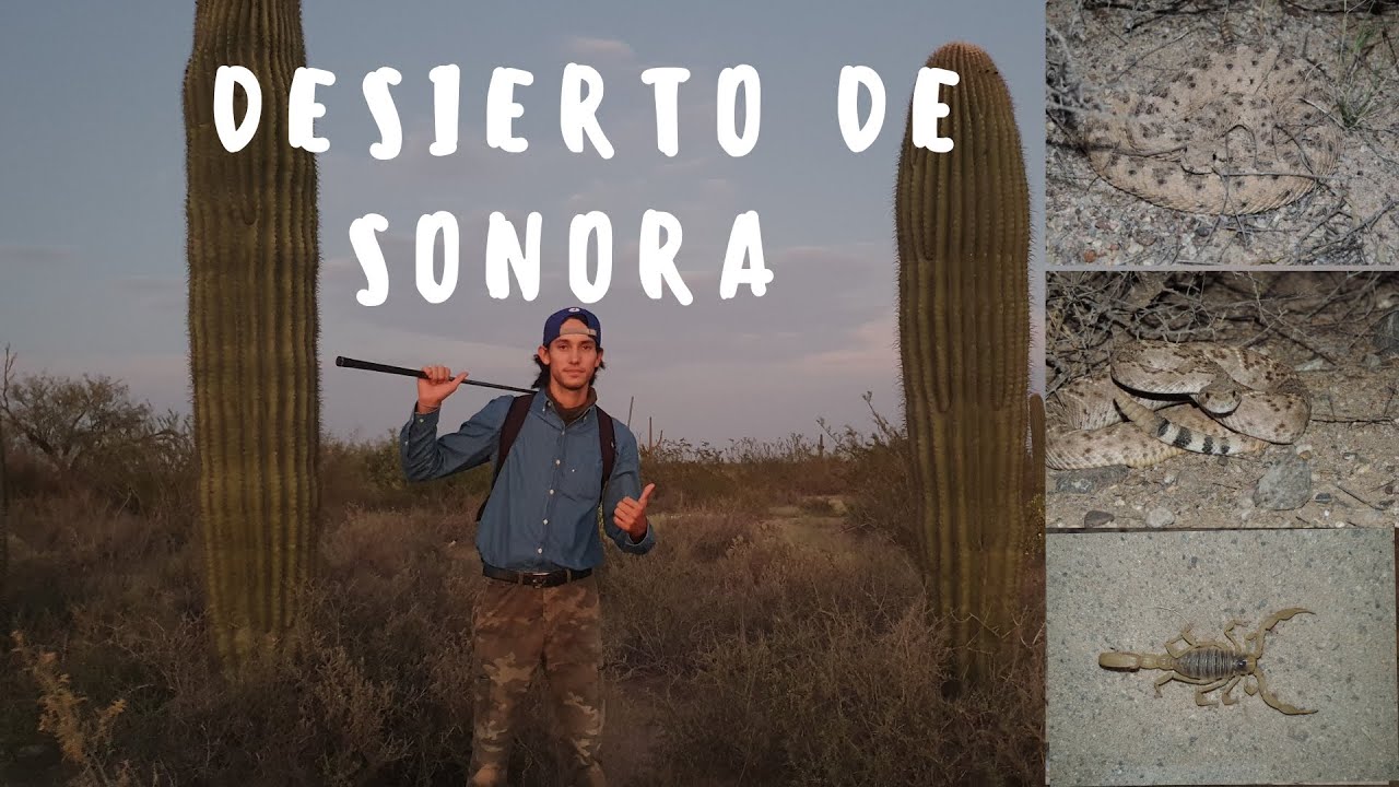 Desierto de Sonora | serpientes de cascabel | Sidewinder | Western Diamond-back Rattlesnake