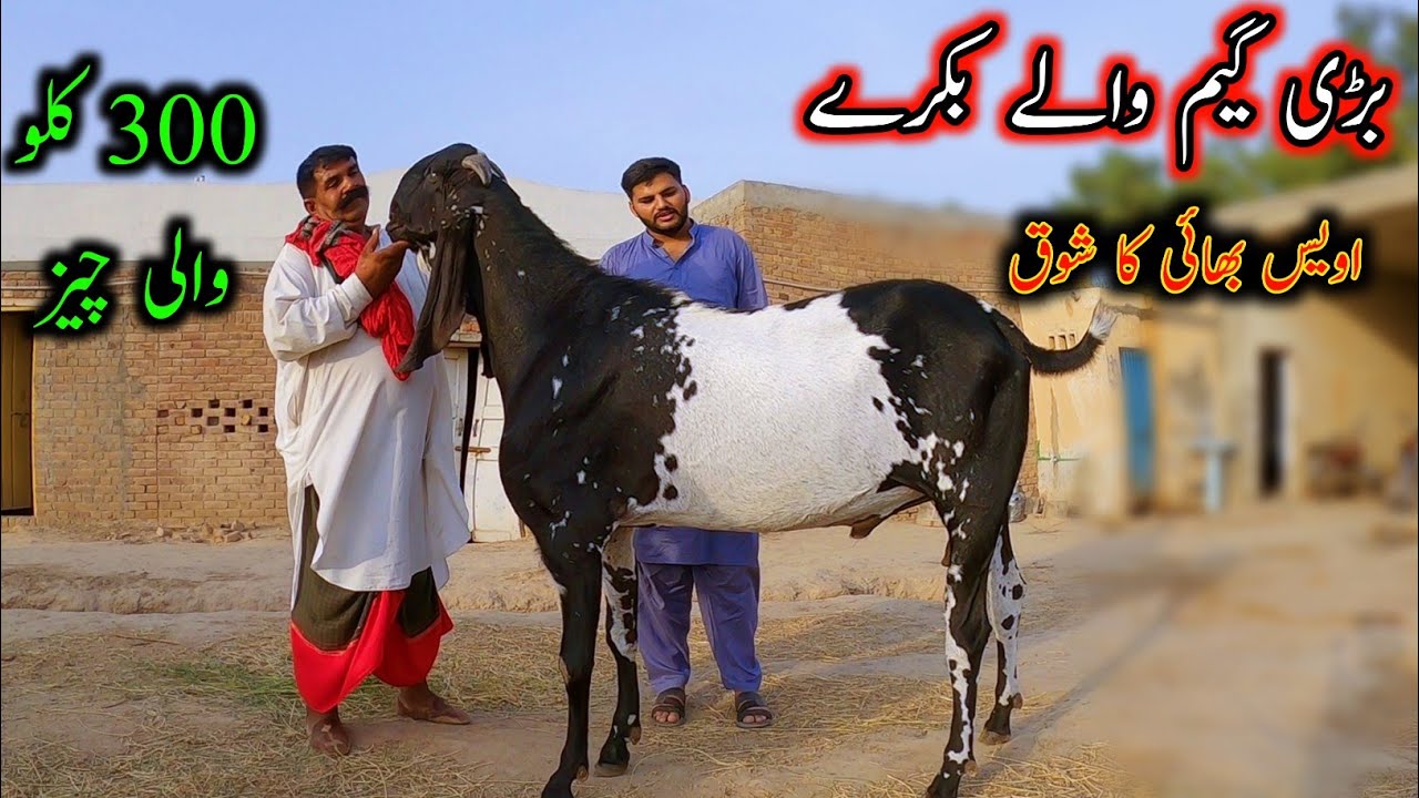 Big Giant Goats Of Famous Awais Dhilon - Heavyweight Bucks - Big Goats 2024