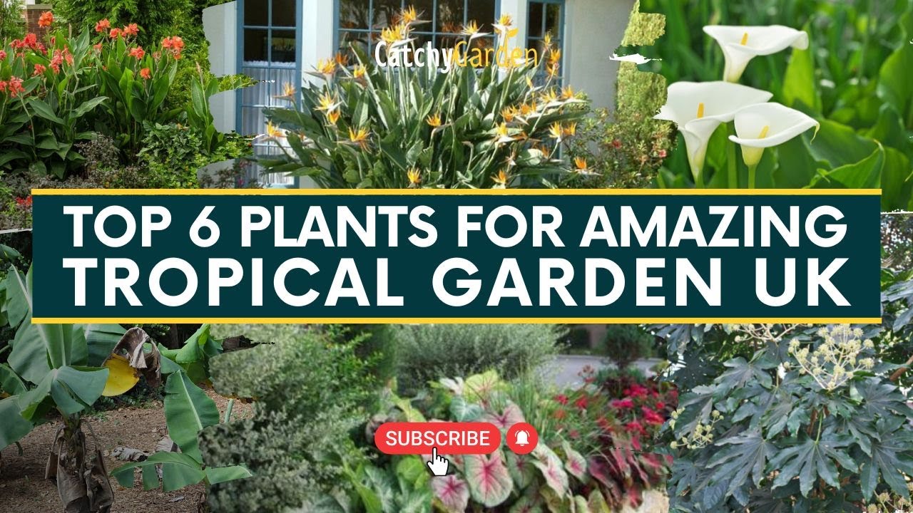 Top 6 Plants for a Amazing Tropical Garden UK 🌴🌷🌱 // Gardening Tips