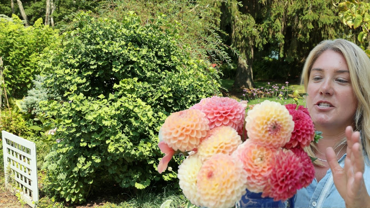 Pruning a ginkgo blob + quick dahlia update
