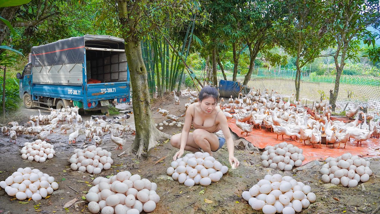Harvest Many Eggs On The Duck Farm, Use Truck Transport Duck Eggs Go To Market Sell