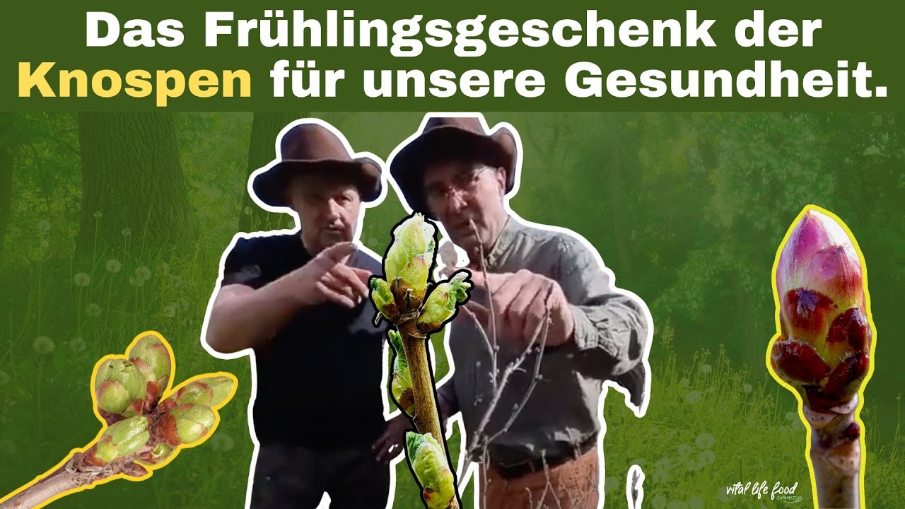 Knospenzauber - &Uuml;ber das wunderbare Fr&uuml;hlingsgeschenk der Knospen f&uuml;r unsere Gesundheit