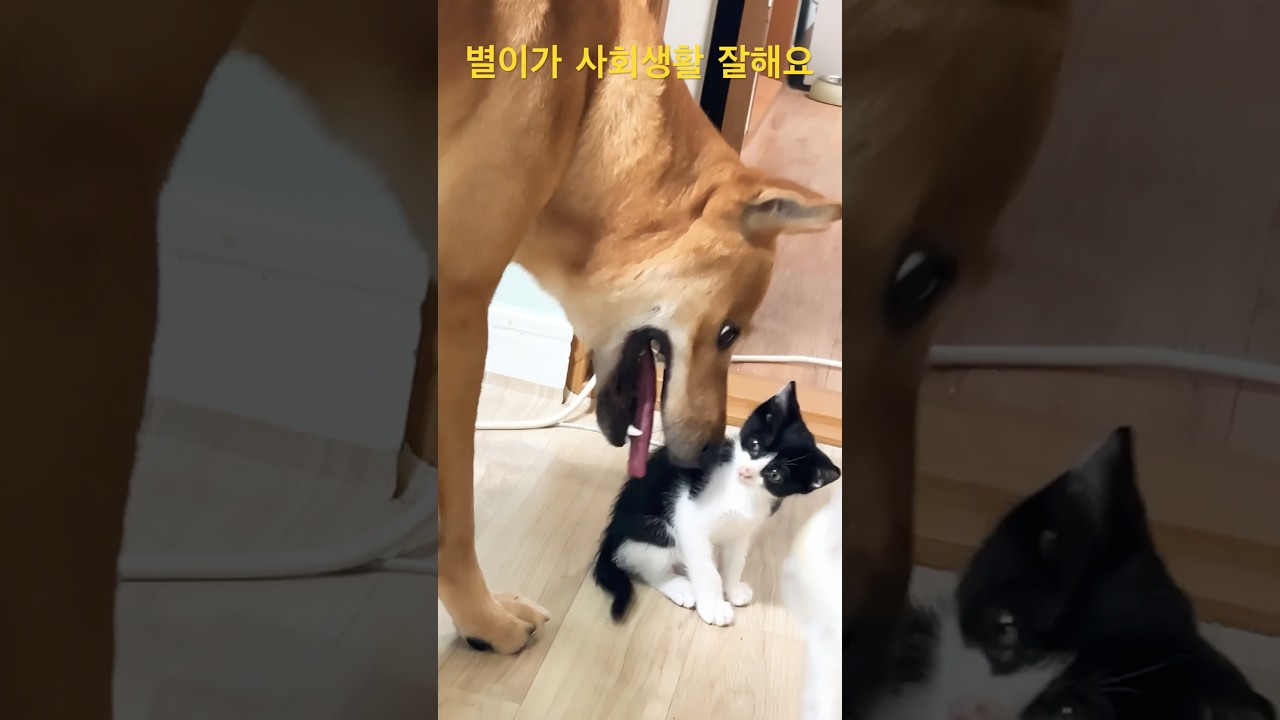 진돌이 앞에선 배뒤집고 머리 들이밀고&hellip; 완전 항복모드에욬ㅋㅋ| 요즘 진돌이 별이 신경 쓰느라 나하고 놀시간도 없어요ㅠㅠ#dog #고양이 #반려견