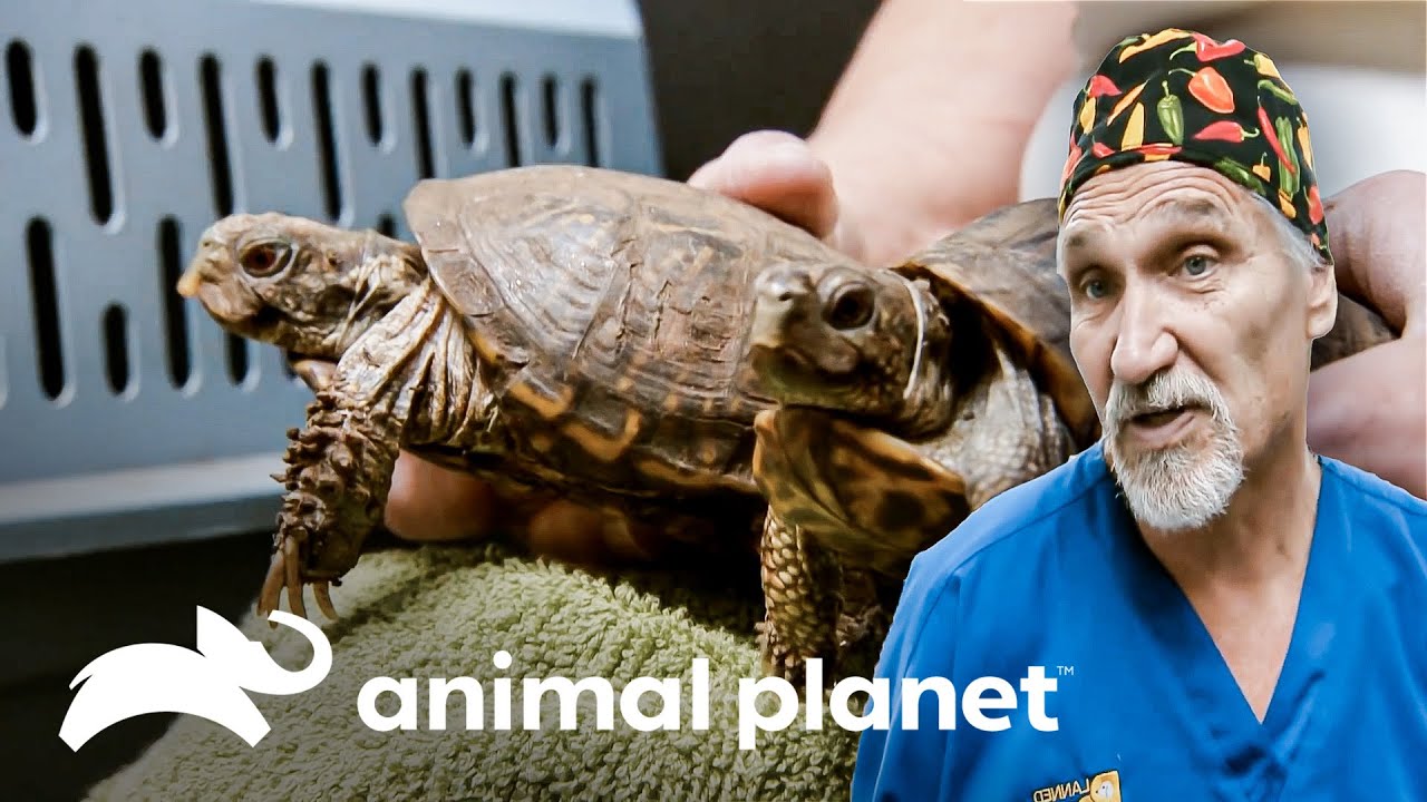 Tratamento para animais exóticos | Veterinário das Montanhas | Animal Planet Brasil