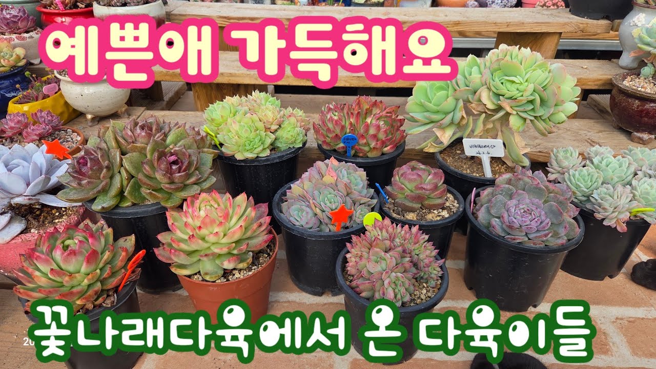 처음보는 신상 다육이들~ 젤리천사? 너는 뭐니? 꽃나래다육에서 온 신상 다육이들 언박싱합니다~ 꽃나래다육 010.2818.1441 #다육이 #다육식물 #succulent