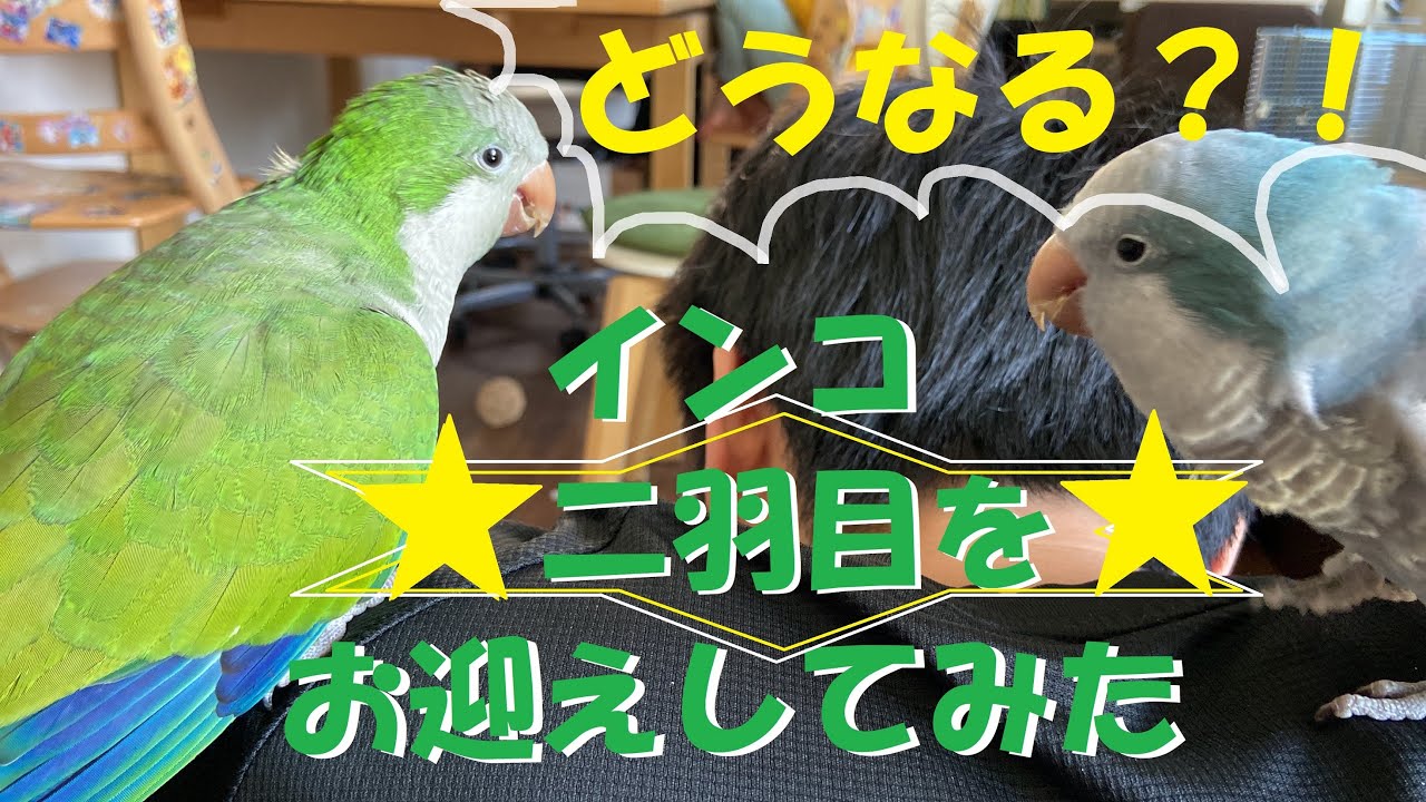 【オキナインコ】二羽目をお迎えしてみた