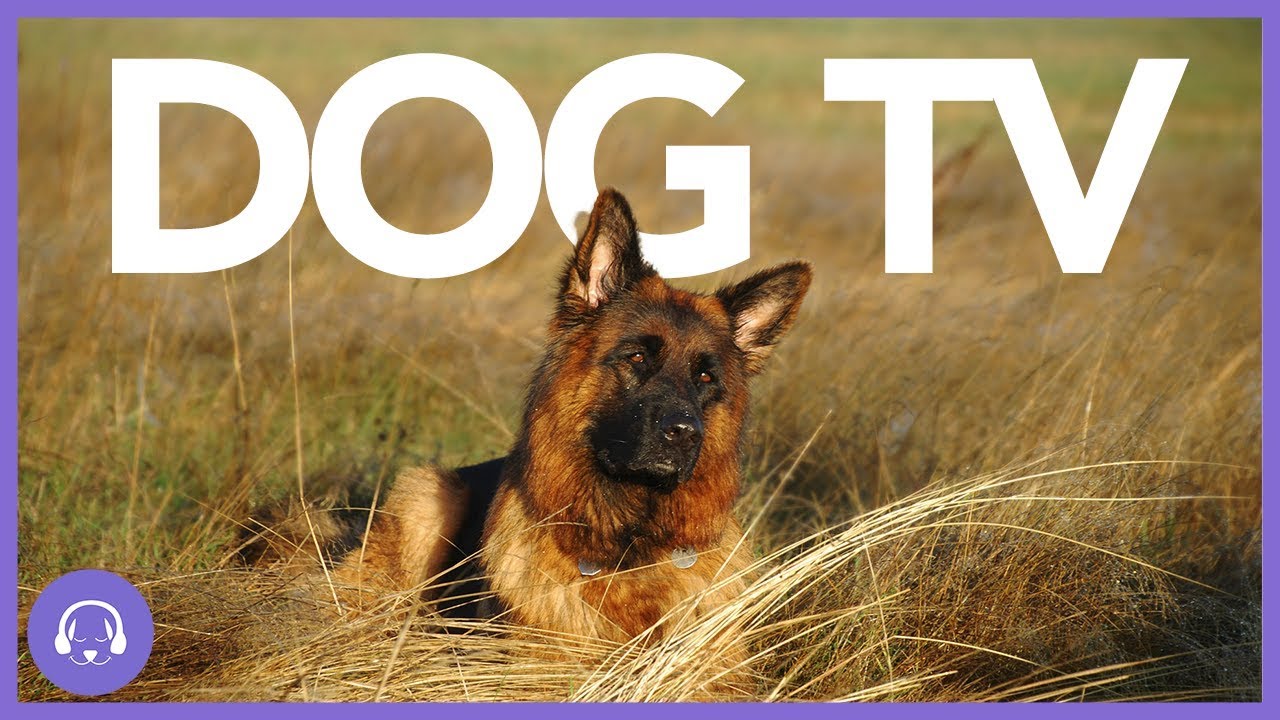 Dog TV: Exciting Dog Entertainment Movie! (2019)