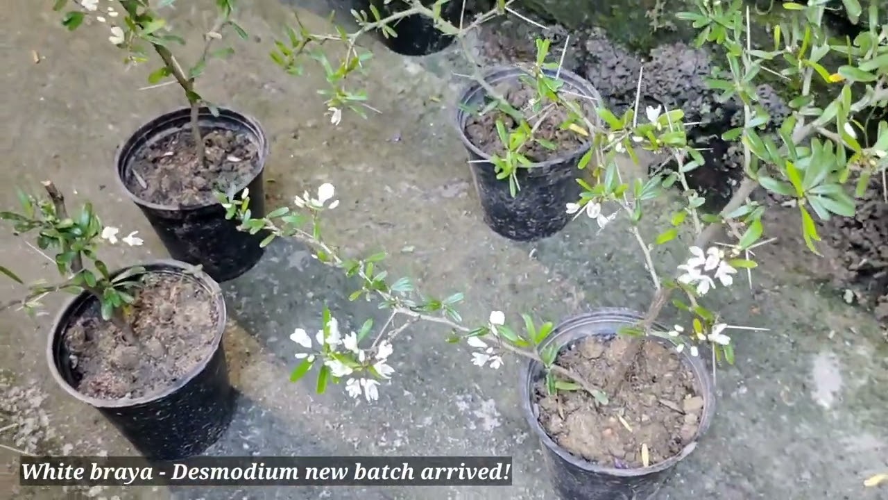 white braya -Desmodium available for sale. new batch arrived, Hurry!