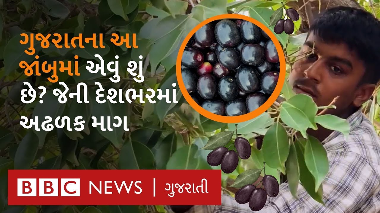 Jamun Farming : Junagadh ના આ જાંબુ કેમ ખાસ છે જેનાથી કમાણી કરવા ખેડૂતોએ  વાડીઓ શરૂ કરી?