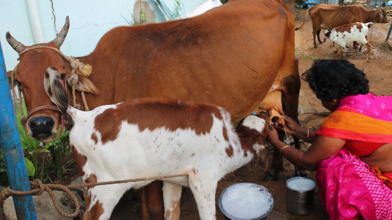 பசு மாடுக்கு🐄 பால் கறப்பது எப்படி/traditional method of paal karapathu eppadi