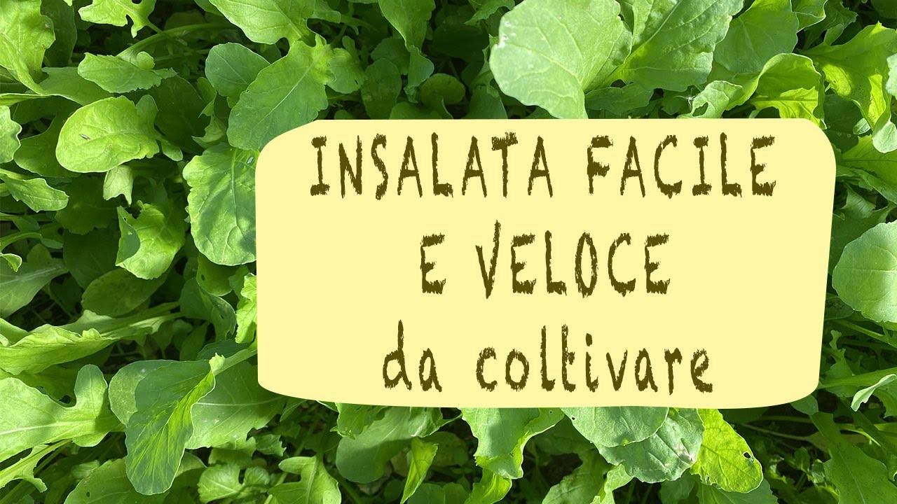 coltivare la RUCOLA nell'ORTO e in VASO - TUTTO L'ANNO