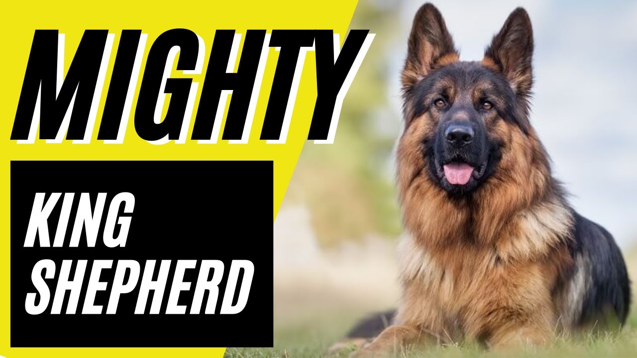 KING SHEPHERD — 7 фактов о King Shepherds, которые вы не знали