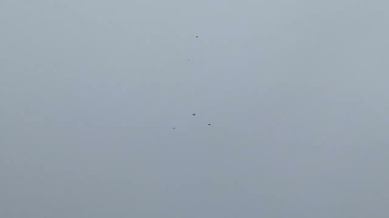 Голуби.с Рождеством всех!!!!!!! Накинул белых