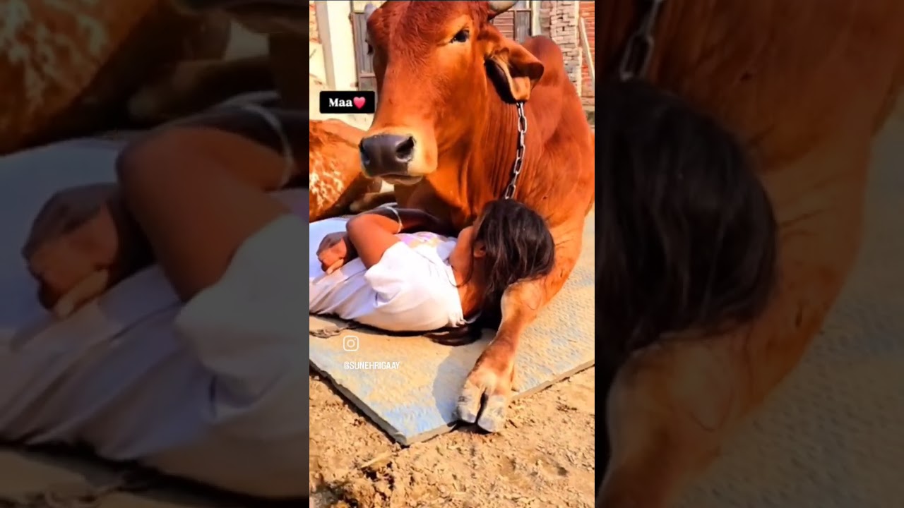 gau love #gaulove