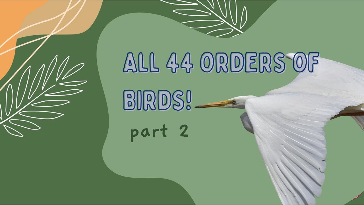 All 44 orders of Birds! part 2