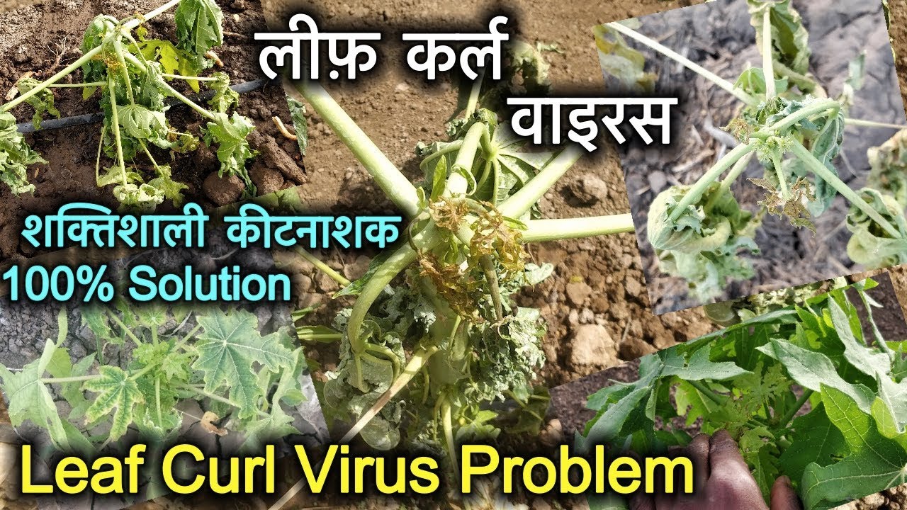 Leaf curl virus in Papaya crop | पपीता के पोधे में चुरड़ा-मुरड़ा रोग | Latest upload 2018 |