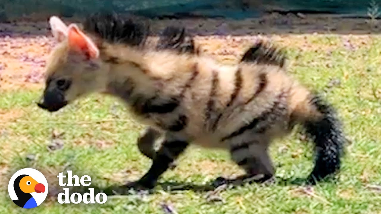 'Mini Hyena' Looks Back To Thank Her Rescuer Before Running To The Wild | The Dodo Little But Fierce