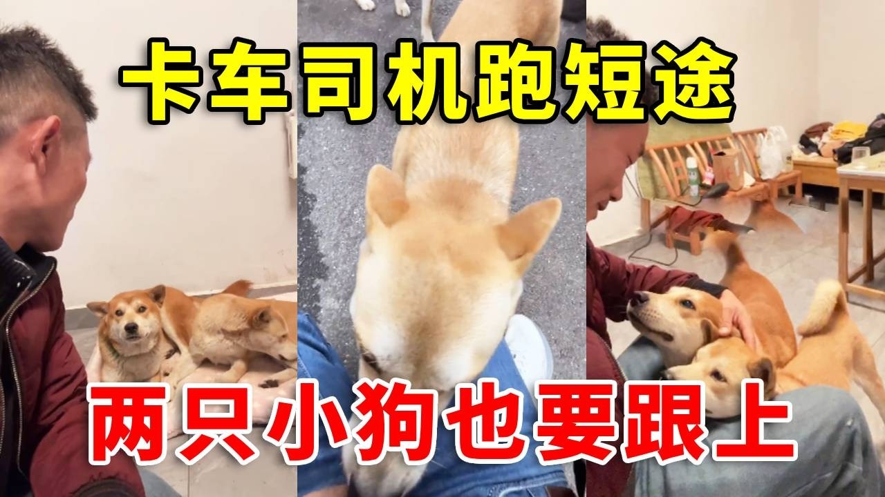 卡车司机仅跑短途40公里，两只小狗也要抓紧跟上#老友狗狗 #automobile #黃狗 #funny #寵物友善日常 #animals #doglife #cute