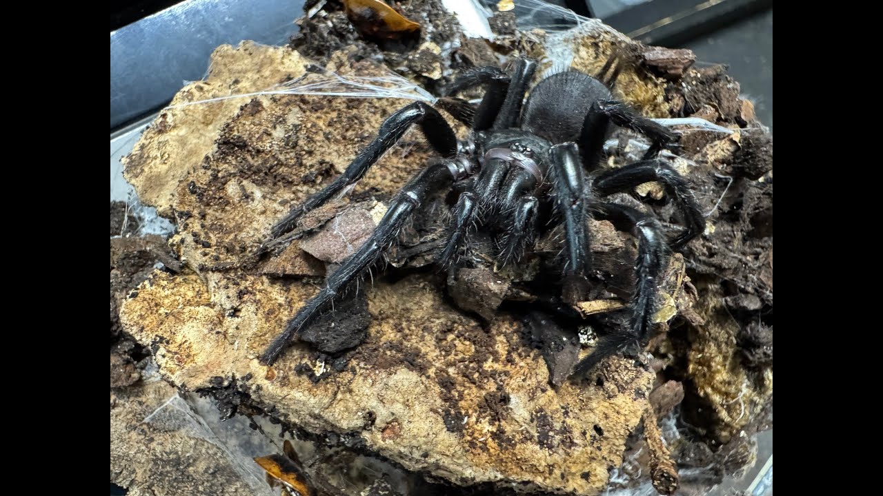 Macrothele raveni , Guangxi Funnnel Web   rehouse and care