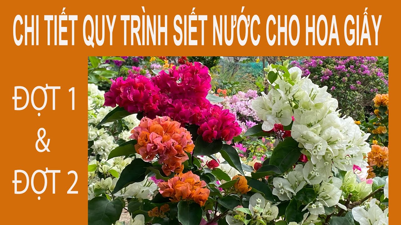 Chi tiết quy trình siết nước đợt 1 và đợt 2 cho hoa giấy Tết Giáp Thìn 2024