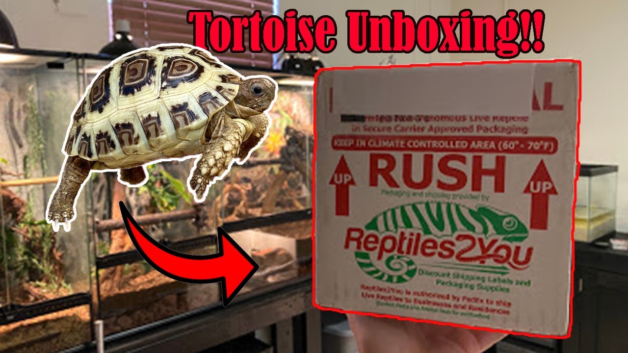 Unboxing Reptiles!!! 7 New Tortoises