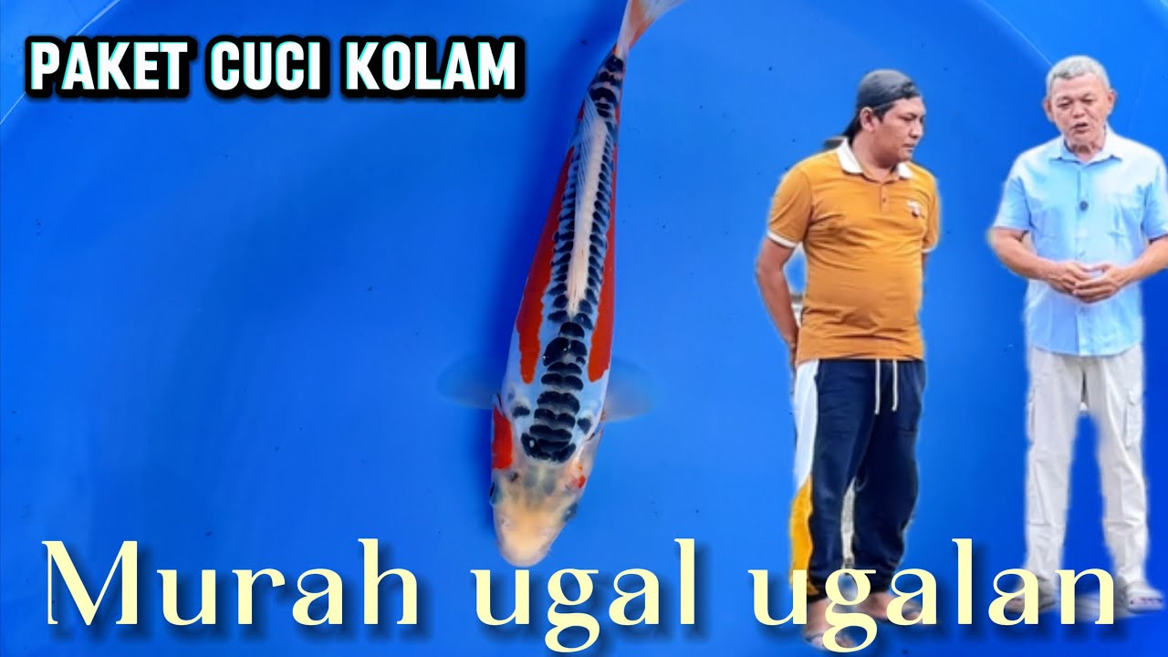 Paket cuci kolam jilid 4 ‼️murah ugal ugalan🤩buruan‼️review harga Koi di hanura 