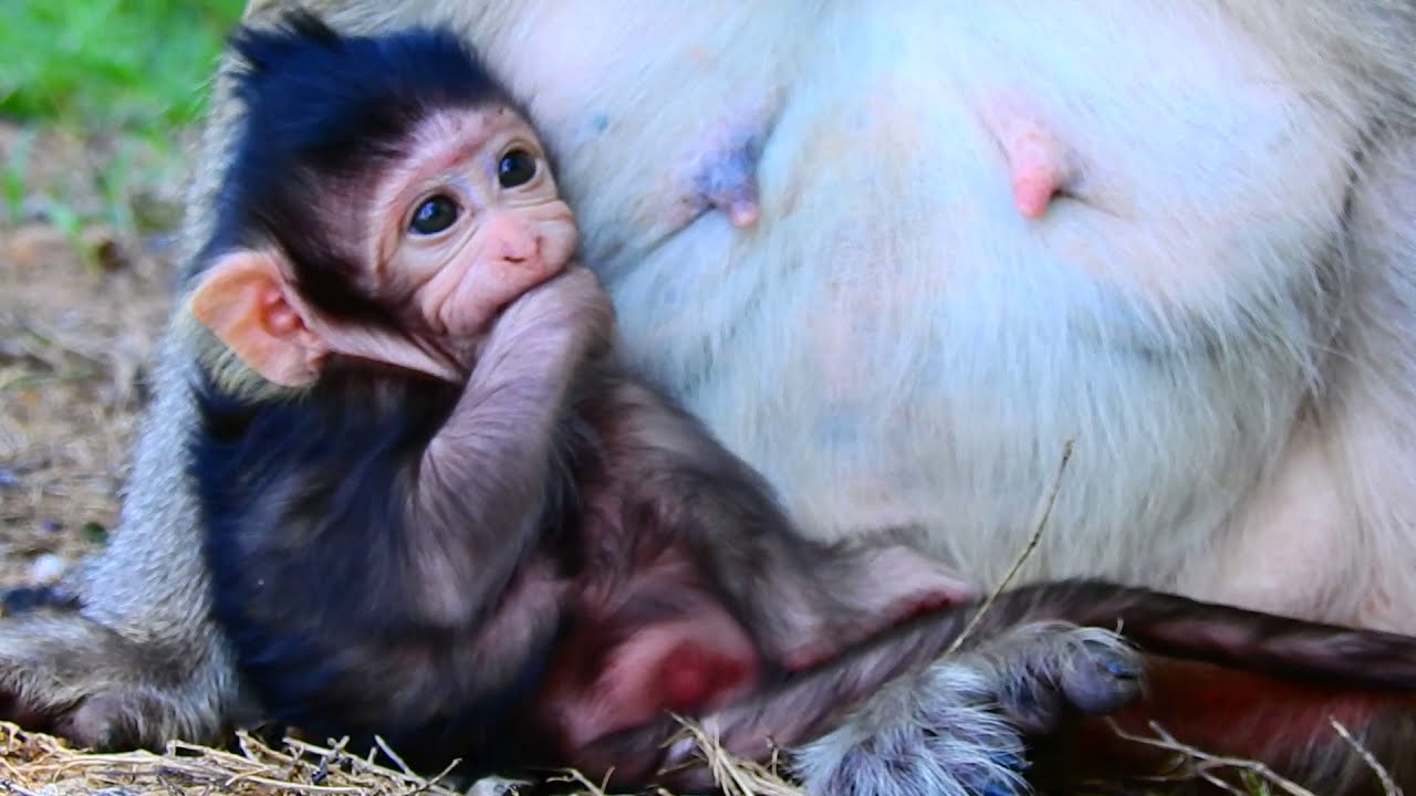 Baby Monkey Lizza Wants Mama’s Attention to Be Picked Up | Monkey Cambodia Daily