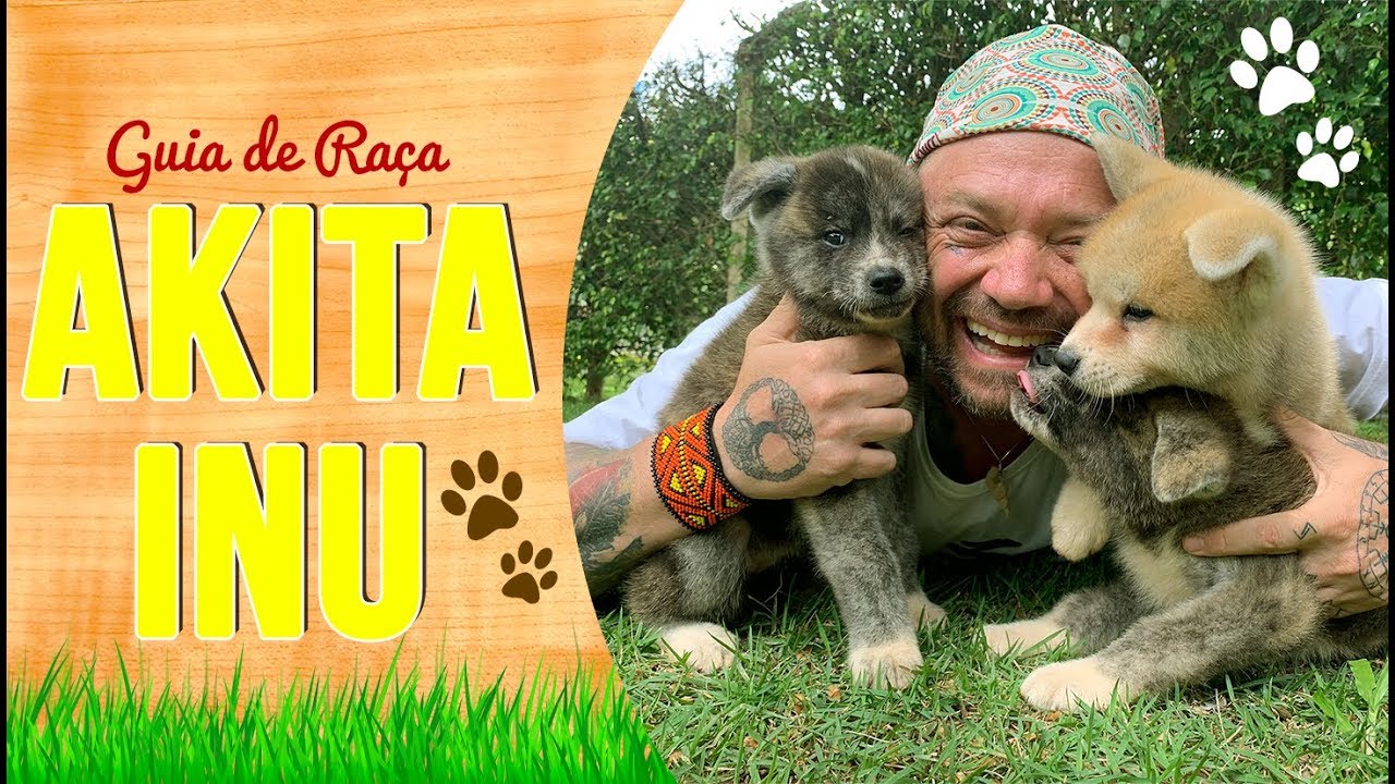 GUIA DE RAÇA AKITA | RICHARD RASMUSSEN