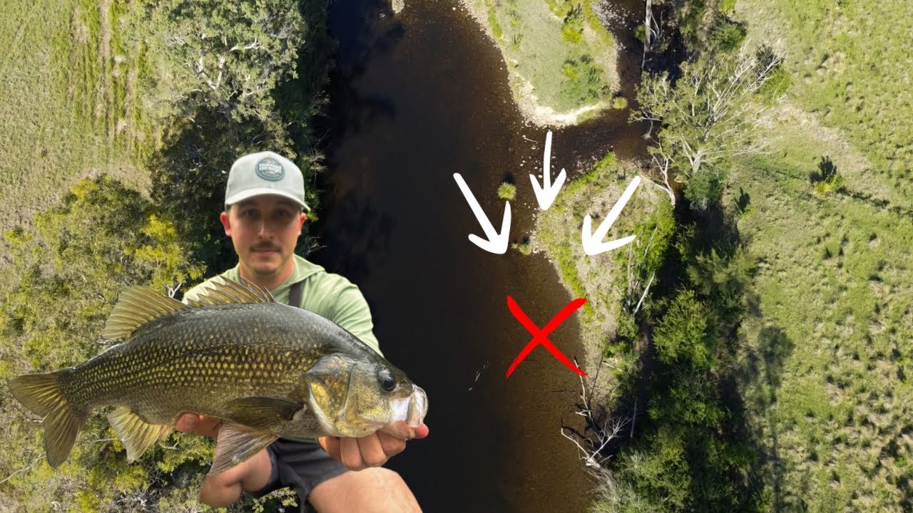 Walking a Hunter Valley Creek for Wild Australian Bass | Size and Numbers!