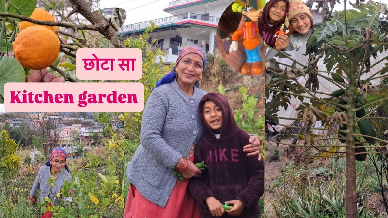 जामिर का फल🍊🌳🌾#kitchengarden #youtube #dailyvlog #hemakirasoi 