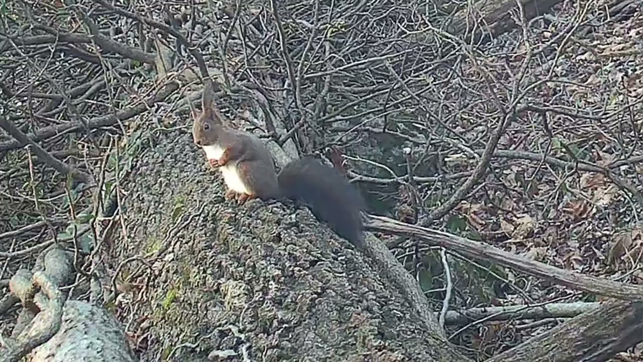 Scoiattolo rosso sul tronco🐿️Il piccolo guardiano del bosco.