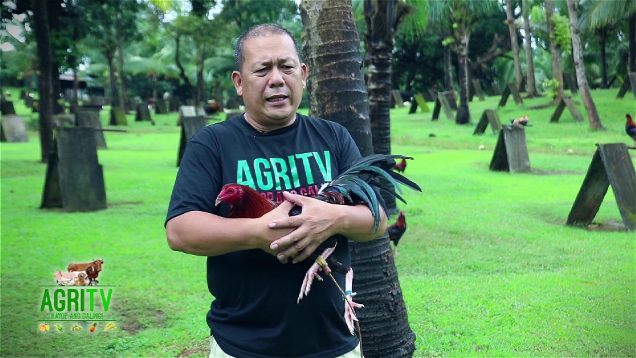 AGRITV NOVEMBER 26 EP OPENING CHARLIE CRUZ Agrihan on Broodcock