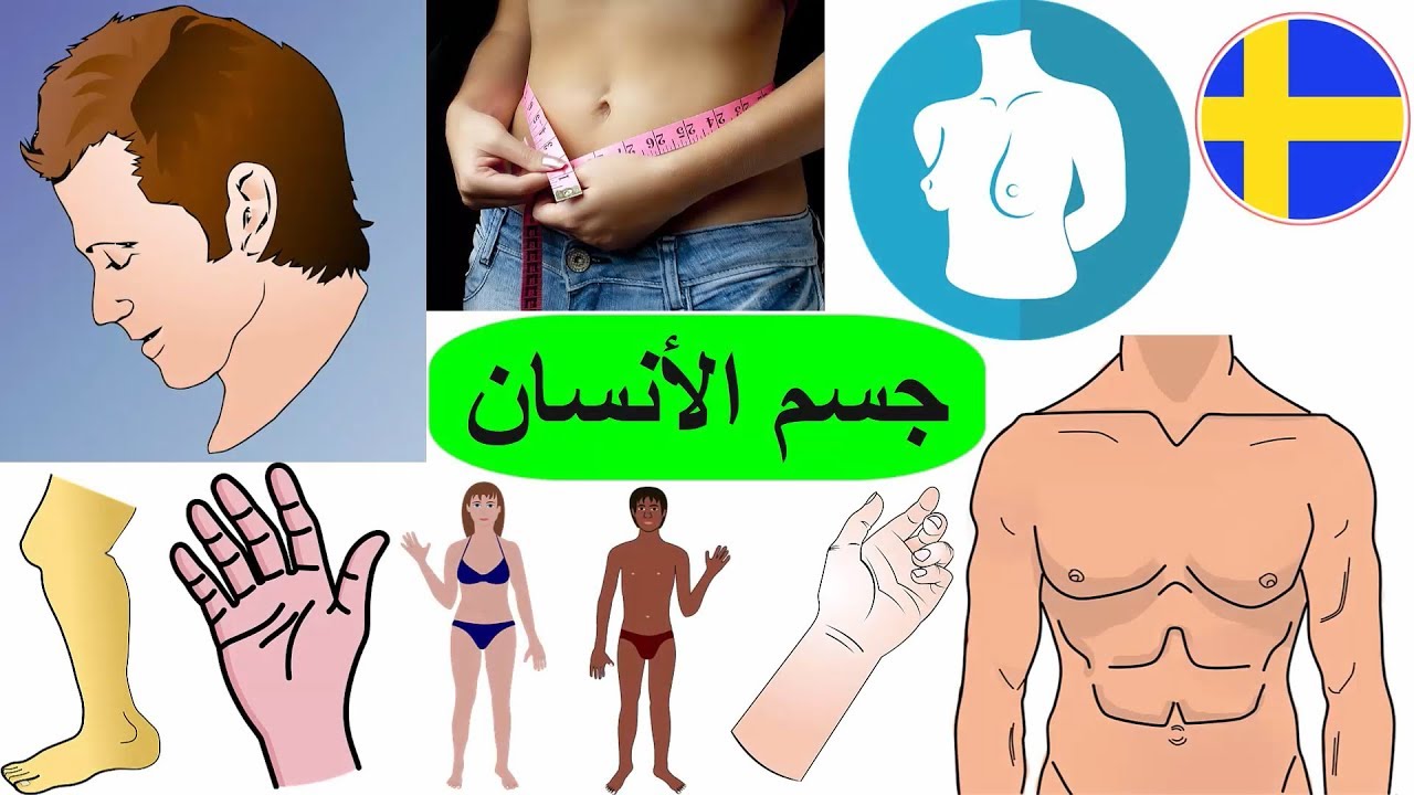 اجزاء جسم الانسان بالسويدي | البدن | اجزاء الجسم الخارجية | تعلم اللغة السويدية للاطفال