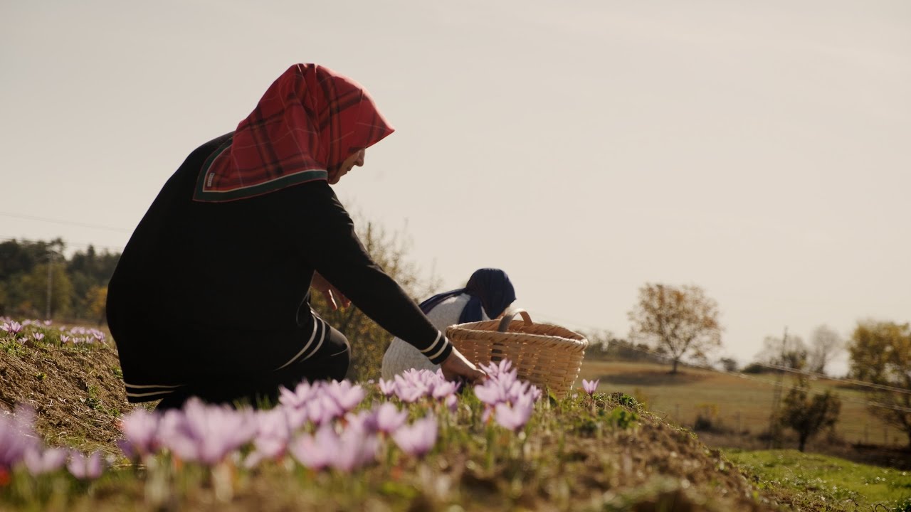 Safranbolu'nun Altın Çiçeği Safran