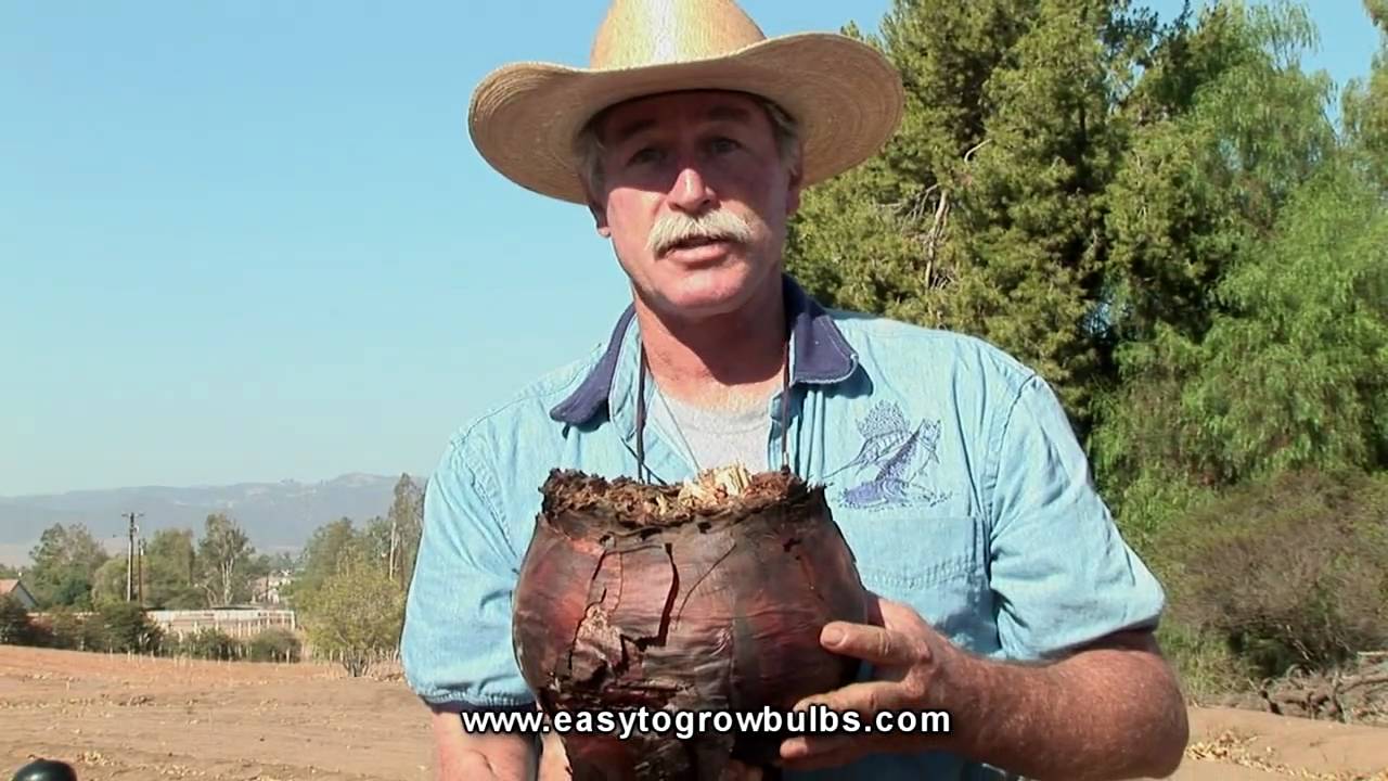 Giant White Squill - Information & How to Plant Guide